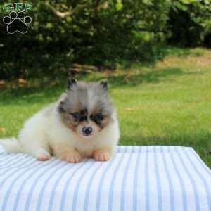 Maria, Pomeranian Puppy